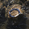Original detail view of Blue-Veined Stone & Cultured Pearl Bracelet